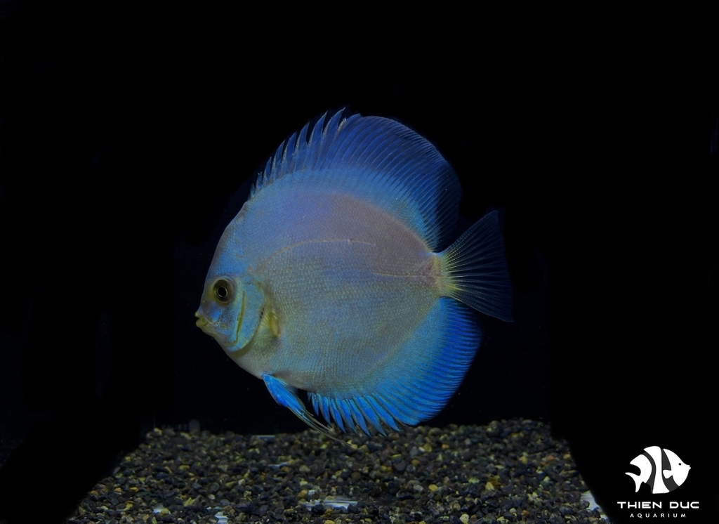 Cá Dĩa Lam Đức - Blue Diamond Discus