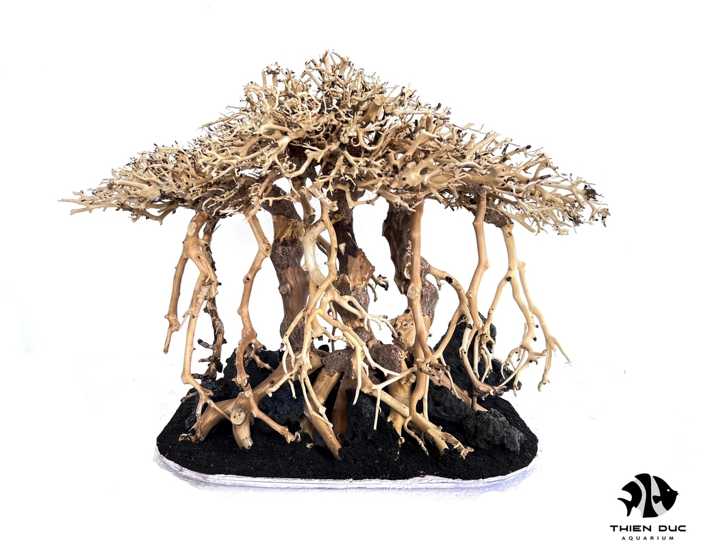 Cây Bonsai Thủy Sinh