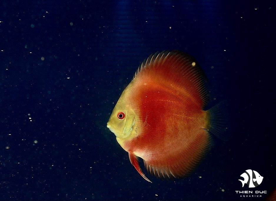 Cá Dĩa Man Đỏ - Manrlboro Red Discus