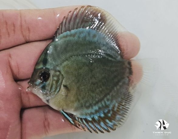 Cá Dĩa Lam Colban - Blue Solid Discus