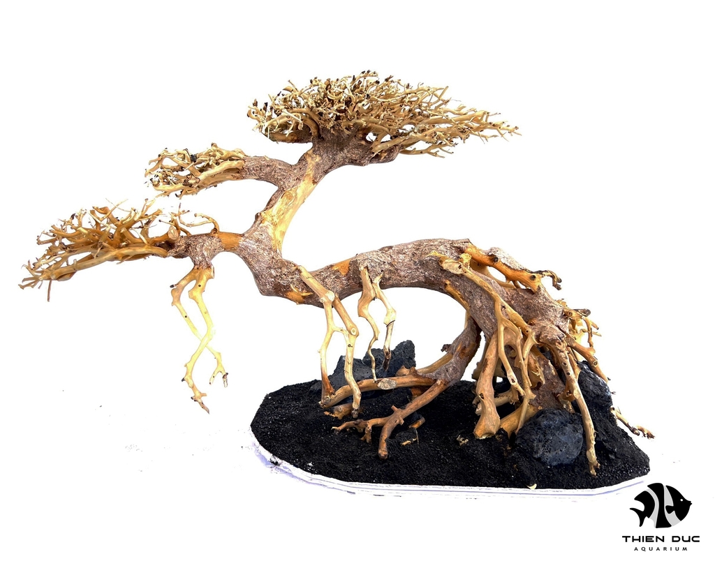 Cây Bonsai Thủy Sinh