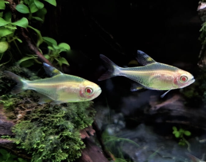 Neon Lemon Mắt Đỏ - Lemon Tetra Albino