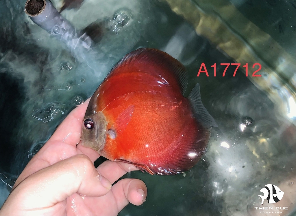 Cá Dĩa Hoa Hồng - Pink Rose Red