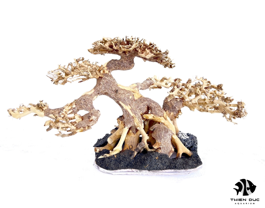 Cây Bonsai Thủy Sinh