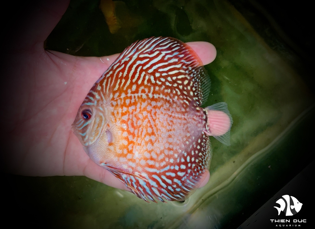 Cá Dĩa Bông Đỏ - Red Spotted Discus