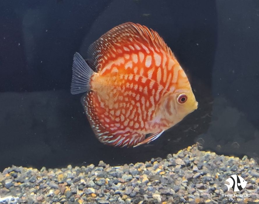 Cá Dĩa Bồ Câu Đỏ - Pigeon Red Discus