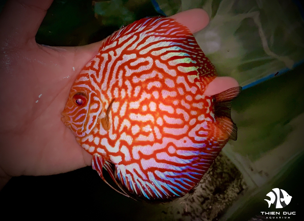Cá Dĩa Bồ Câu Đỏ - Pigeon Red Discus