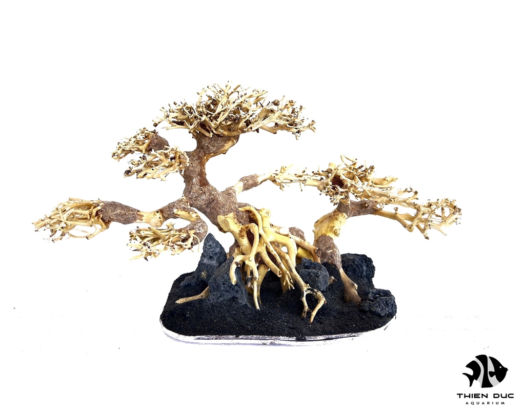 Cây Bonsai Thủy Sinh