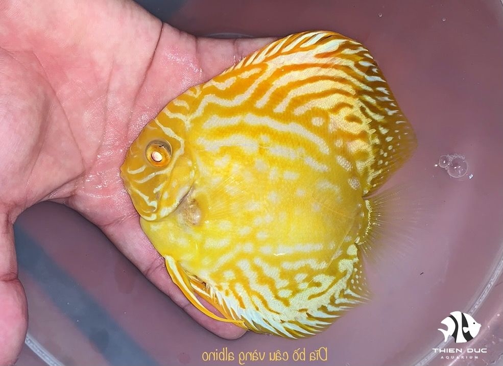 Cá Dĩa Bồ Câu Vàng Mắt Đỏ - Pegion Yellow Albino Discus