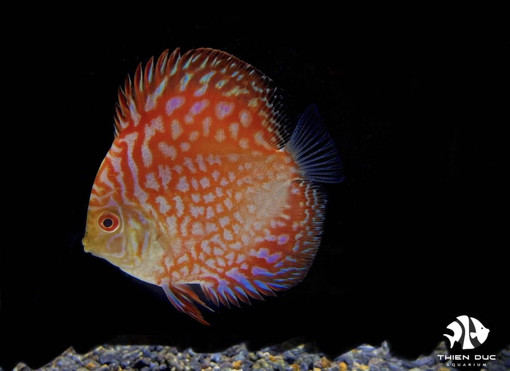 Cá Dĩa Bồ Câu Đỏ - Pigeon Red Discus