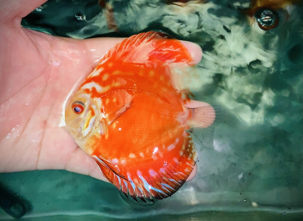 Cá Dĩa Bồ Câu Panda - Pigeon Red Panda Discus