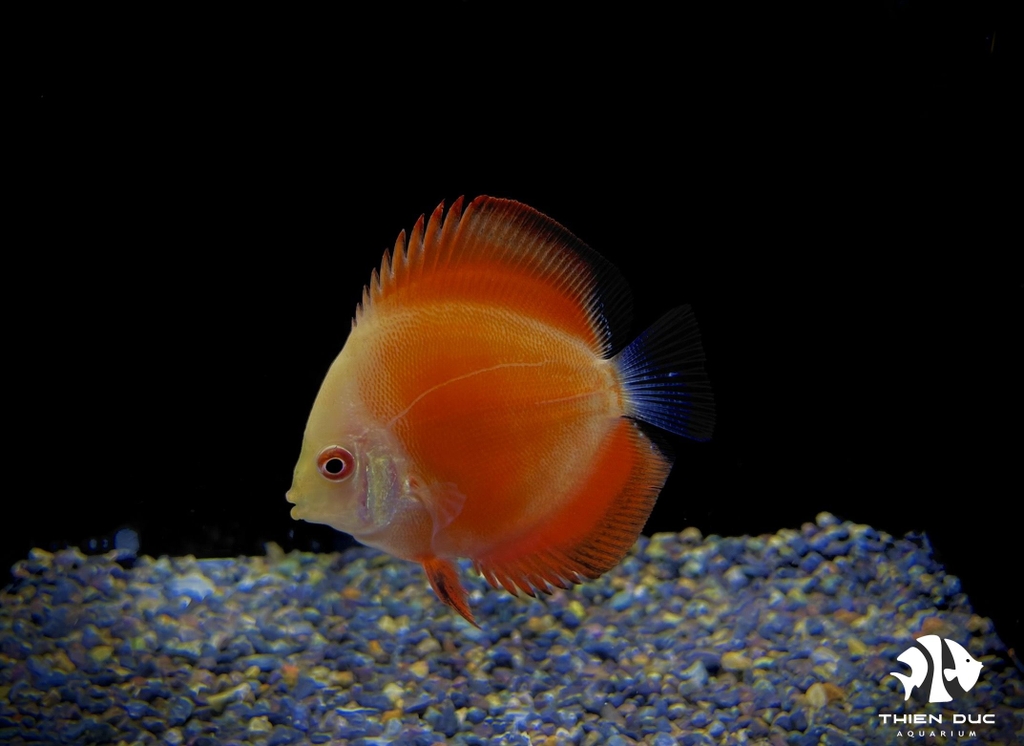 Cá Dĩa Man Đỏ - Manrlboro Red Discus