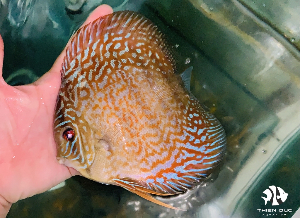 Cá Dĩa Bông Đỏ - Red Spotted Discus