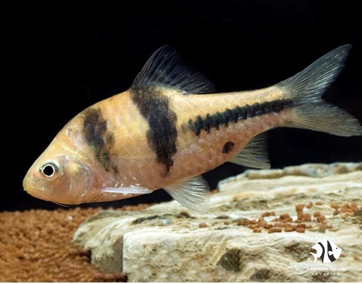 Cá Spander -  Spanner Barb