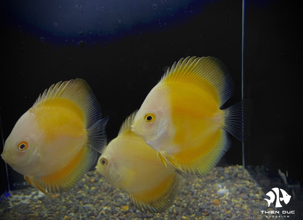 Cá Dĩa Man Vàng - Marlboro Yellow Discus