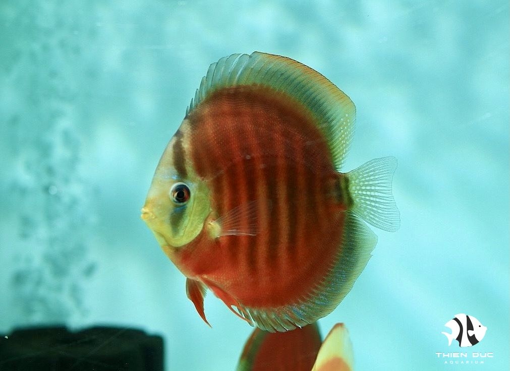 Cá Dĩa Hoa Hồng - Pink Rose Red