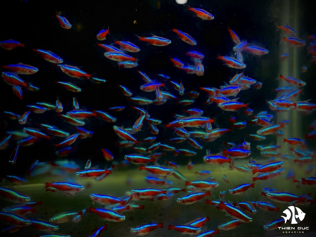 Cá Neon Vua - Cardinal Tetra