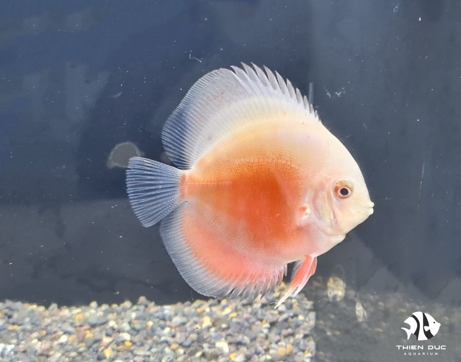 Cá Dĩa Đỏ Trắng - Red-White Leopand Discus