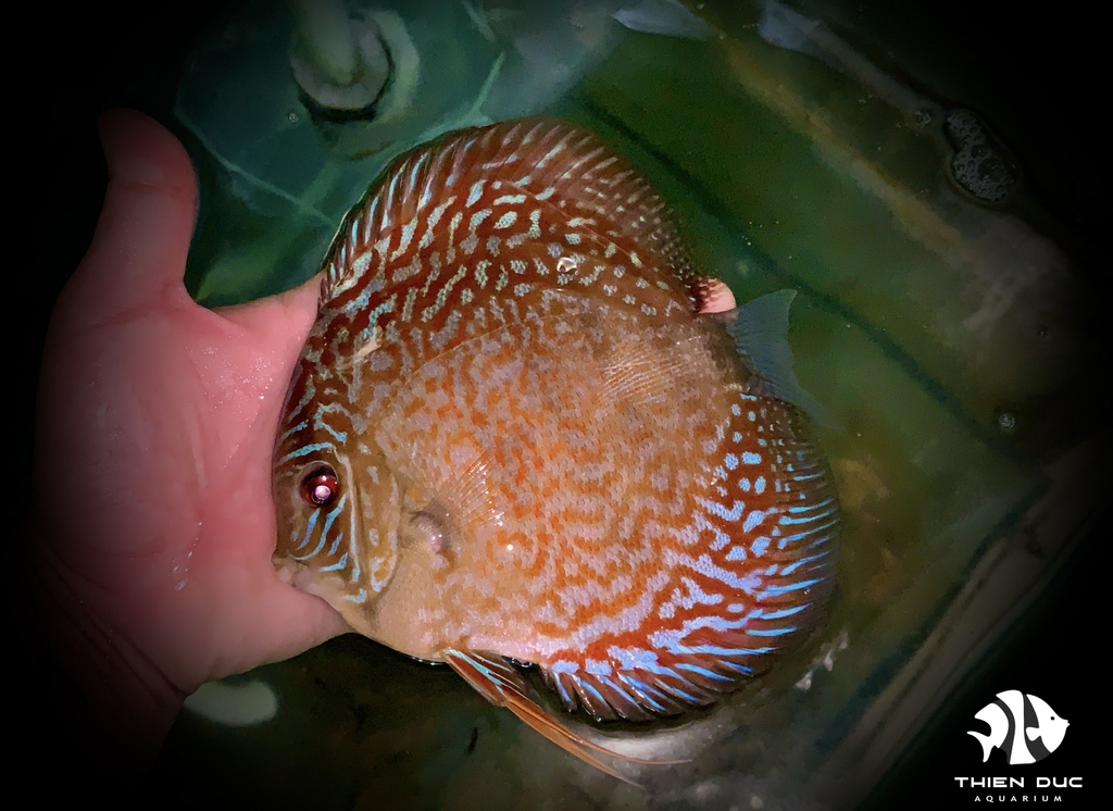 Cá Dĩa Bông Đỏ - Red Spotted Discus