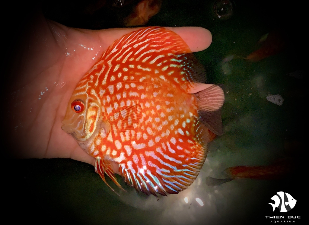 Cá Dĩa Bồ Câu Đỏ - Pigeon Red Discus