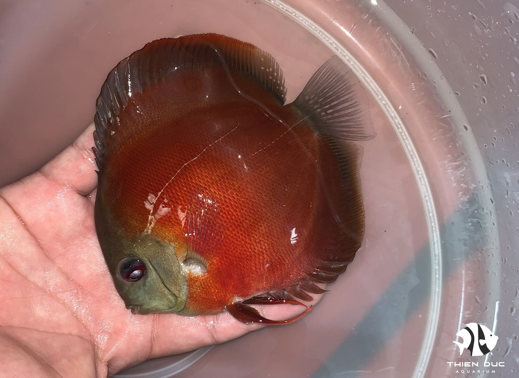 Cá Dĩa Hoa Hồng - Pink Rose Red