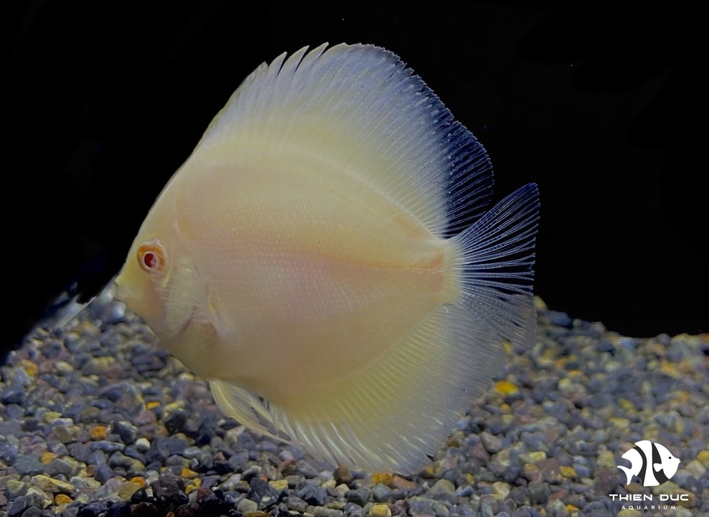 Cá Dĩa Vàng Mắt Đỏ - Manrlboro Yellow Albino