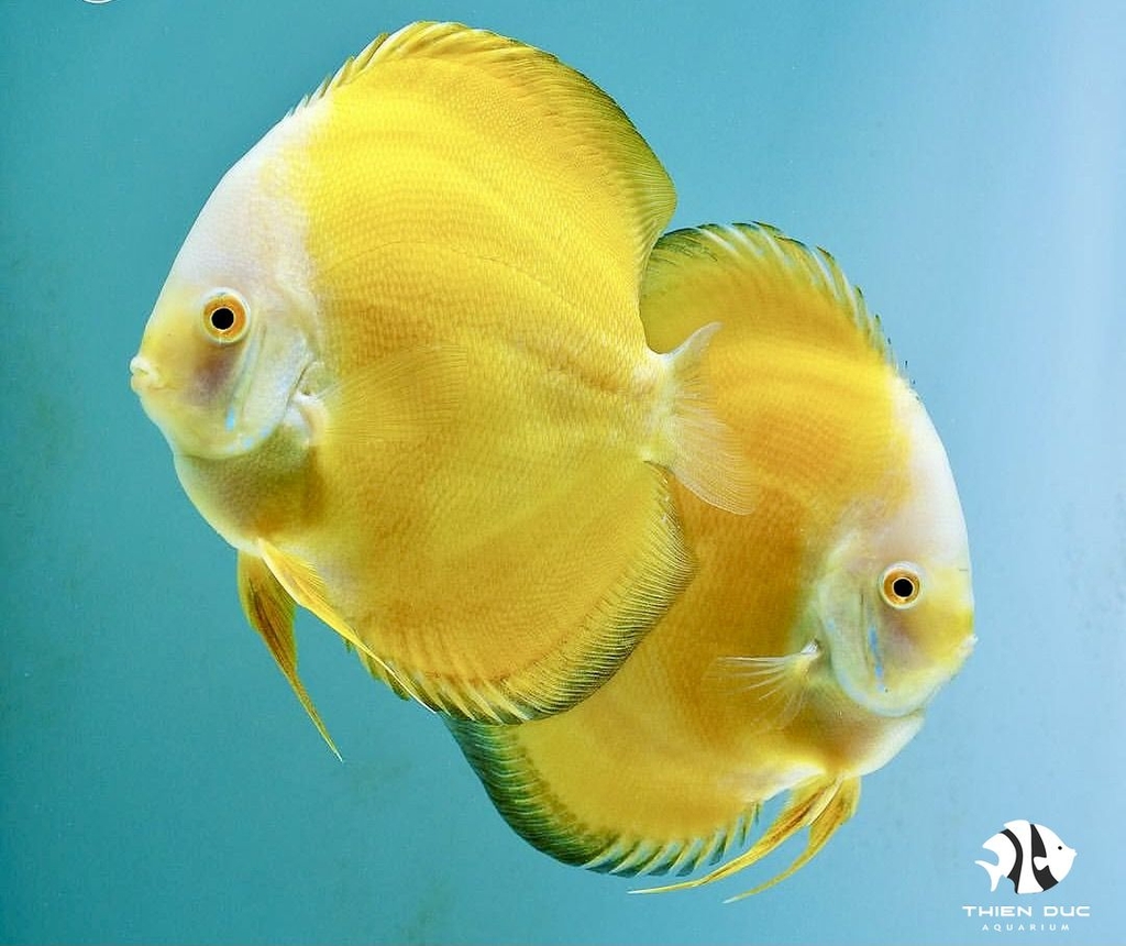 Cá Dĩa Man Vàng - Marlboro Yellow Discus