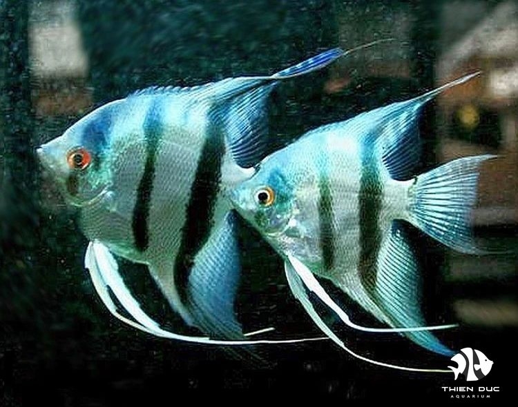 Cá Ông Tiên Xanh - Angels Blue Fish
