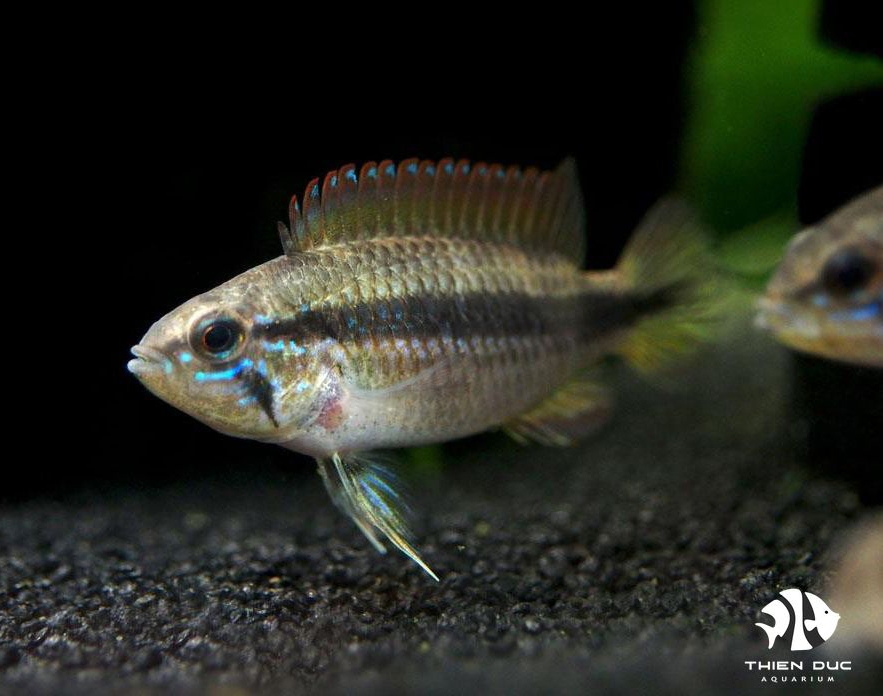 Agassizi Double Red (Female)