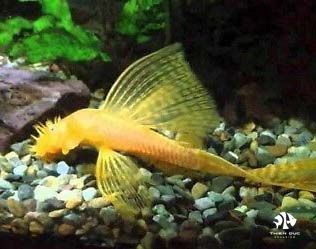 Ancistrus Golden (Longfin)