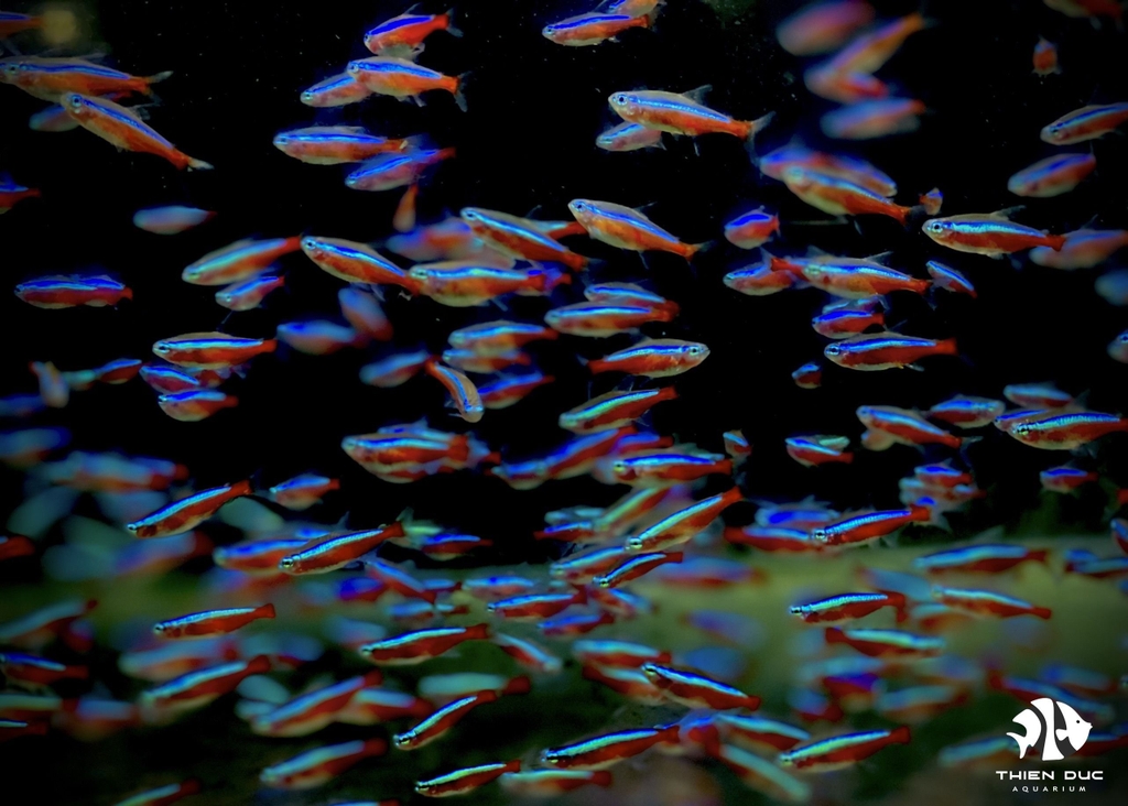 Cá Neon Vua - Cardinal Tetra