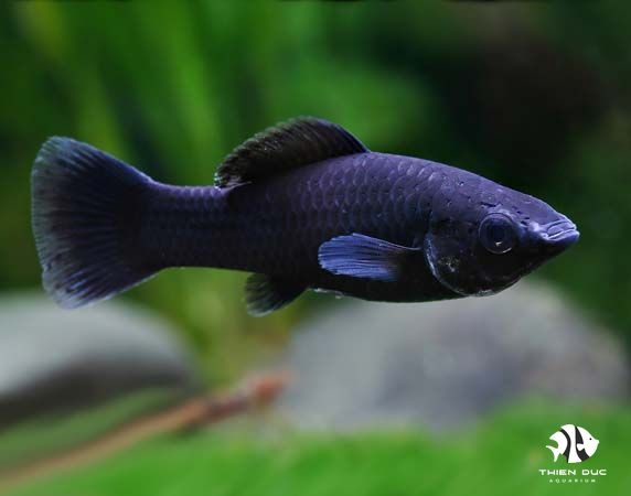 Cá Molly Đen - Black Molly