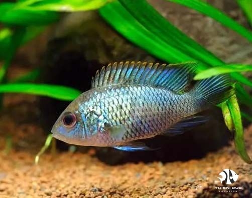 Cá Phượng Hoàng Acara - Blue Acara Cichlid