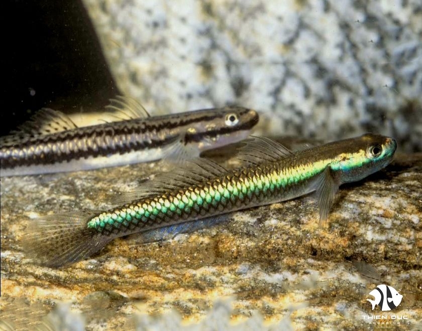 Cá Hải Long - Pipefish