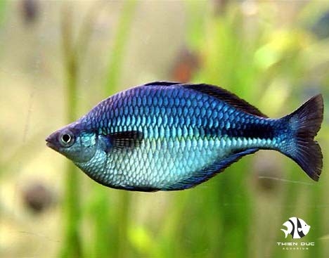Cá Cầu Vồng Xanh Indo - Blue Rainbowfish