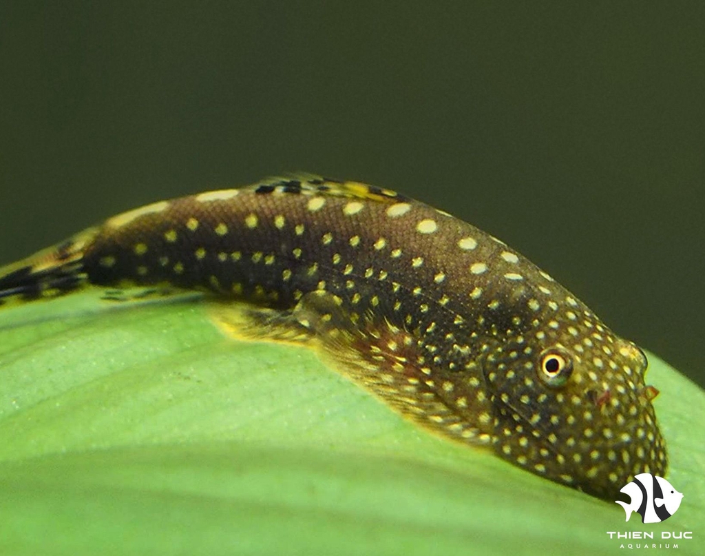 Borneo Sucker