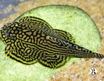 Borneo Sucker