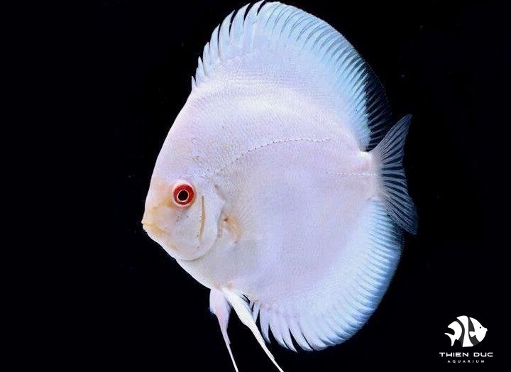 Cá Dĩa Lam Mắt Đỏ - Platinum Albino Discus