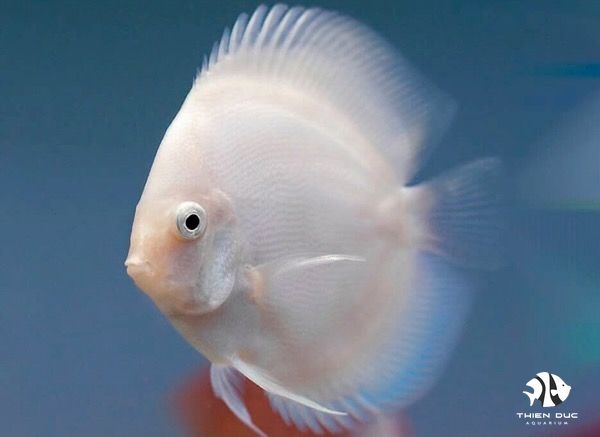 Cá Dĩa Trắng - White Glass Pigeon Discus