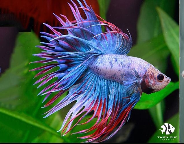 Cá Betta Crowntail Fish