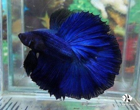 Cá Betta Super Blue