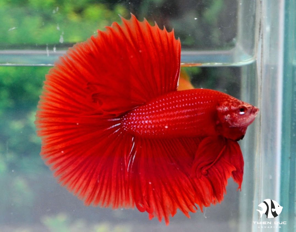 Cá Betta Super Red