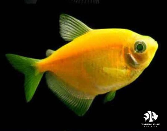 Cá Buồm Vàng - Rouw Tetra