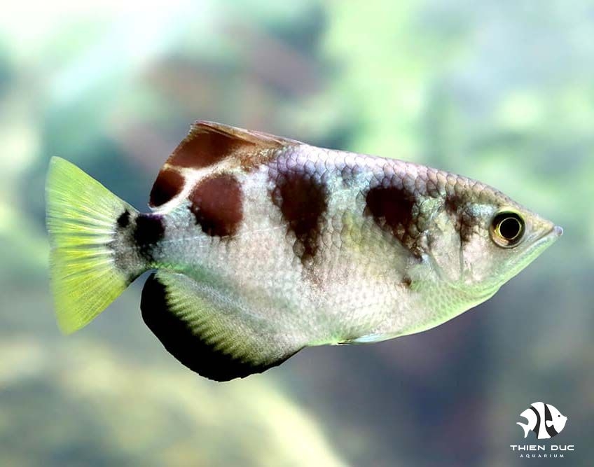Cá Cao Xạ - Archer Fish-Common
