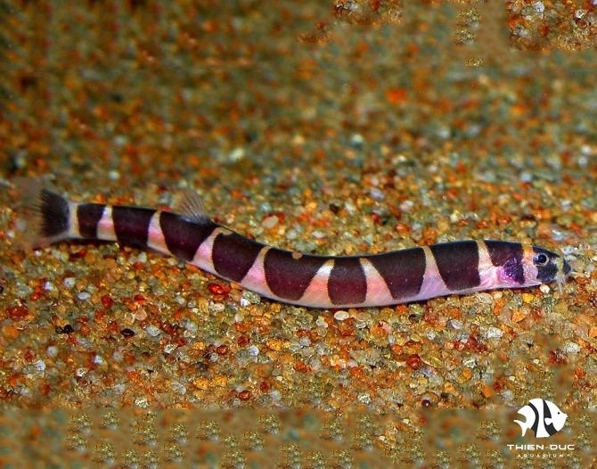 Cá Chạch Rắn - Loach-Kuhli Giant