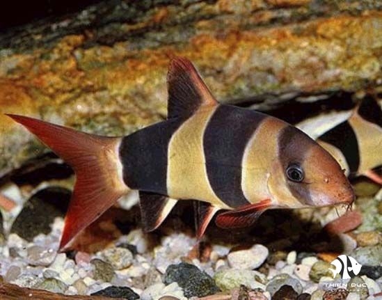 Cá Chuột Mỹ - Clown Loach