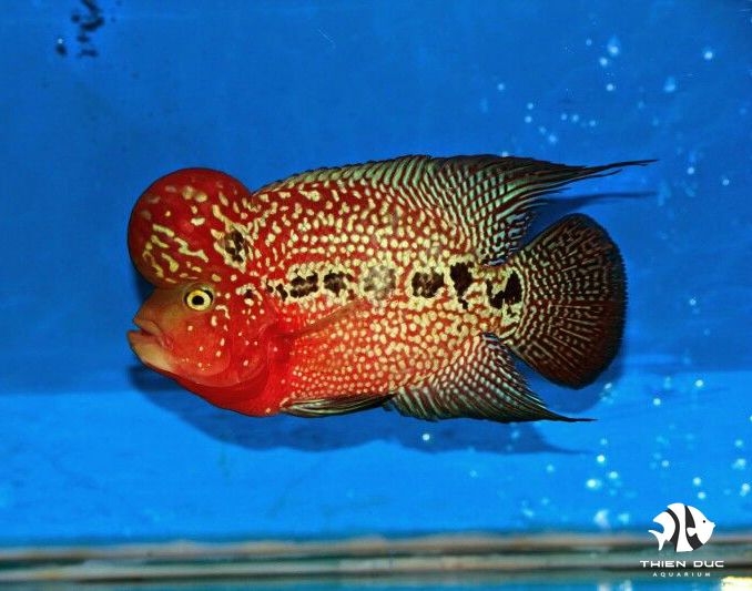 Cá La Hán King Kamfa - Flower Horn King Kamfa