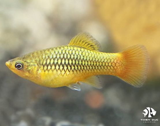 Cá Mún Sunset - Platy Sunset