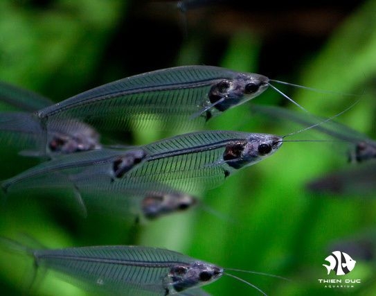 Cá Thuỷ Tinh - Catfish-Glass