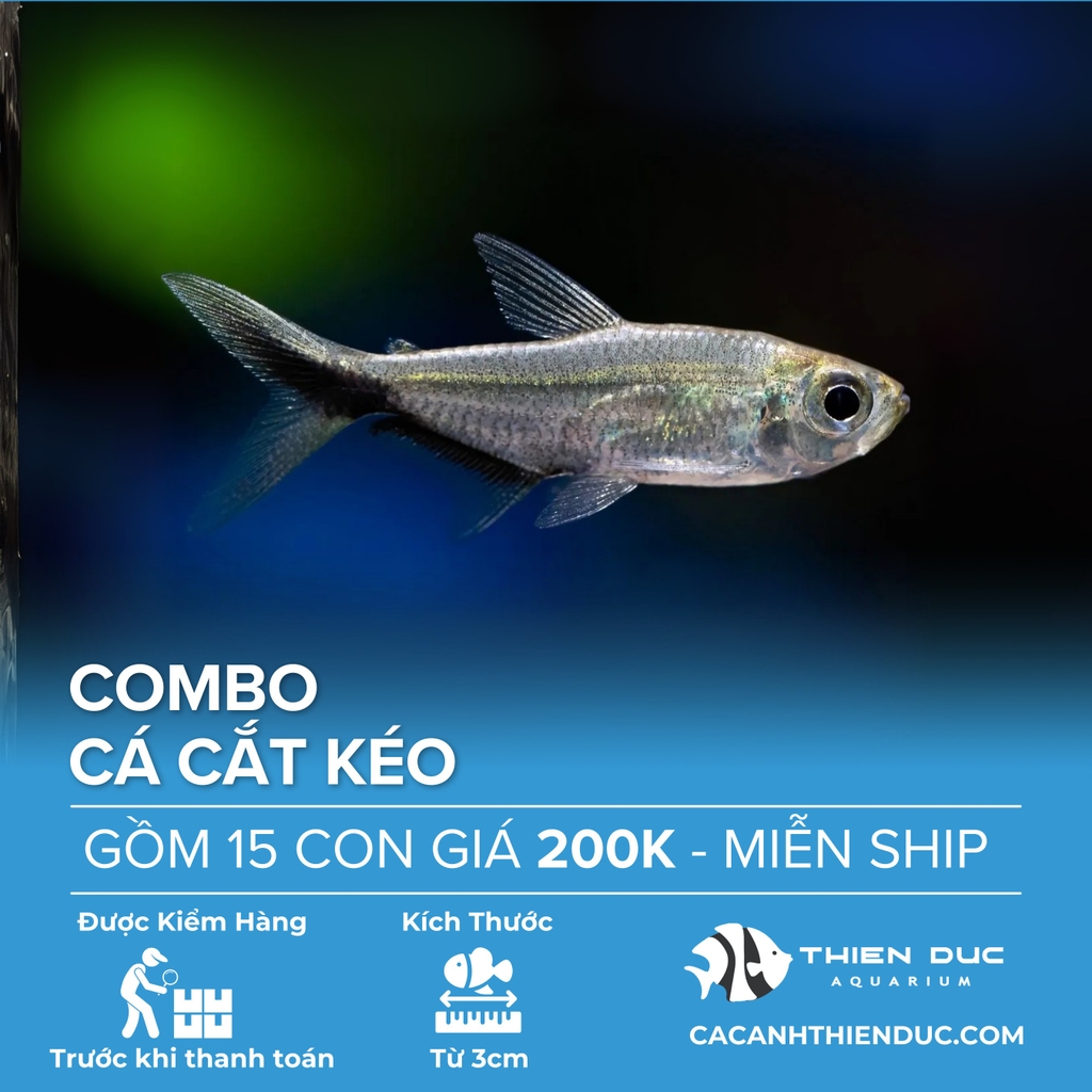 Combo 15 Bé Cá Cắt Kéo Size 3.5cm